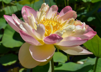 Lotus Wholesale Lotus