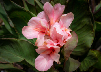 Tropical Marginals