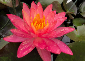 Hardy Waterlilies